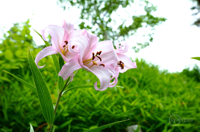 お写ん歩: 花（夏）アーカイブ